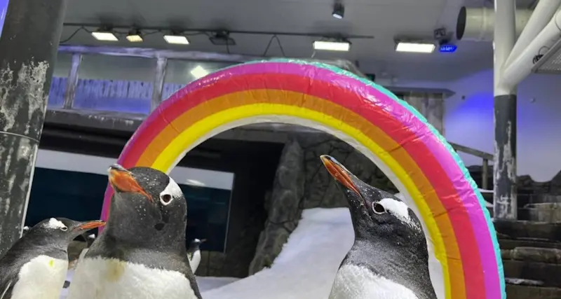 Il pinguino Sphen è morto. Con il compagno Magic erano simbolo dei diritti civili