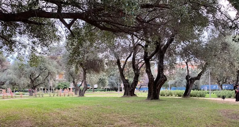 Cagliari. I lecci di viale Cimitero trasferiti nel vivaio comunale di Corongiu