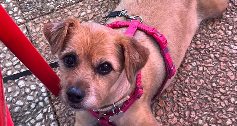 Oggi, 26 agosto, è la Giornata Mondiale del cane