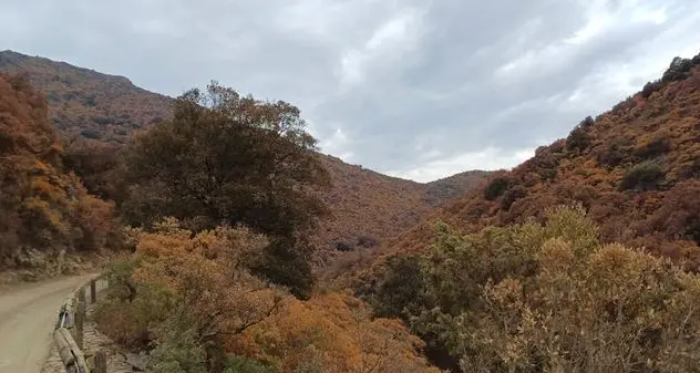 Foreste a rischio, la Sardegna corre ai ripari: pronti 1,1 milioni