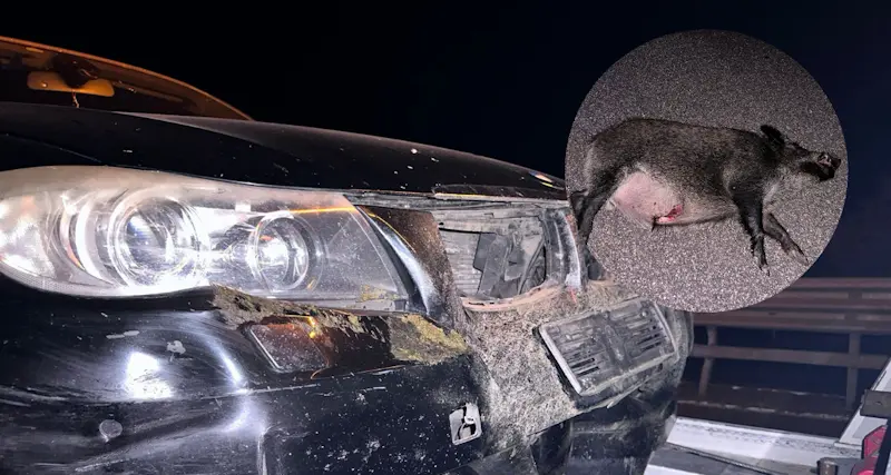 Nuoro. Cinghiali in strada: nella notte due incidenti sulla SS 131 D.C.N