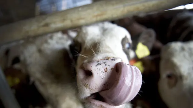 Epidemia di lingua blu: oltre 21 milioni di euro per sostenere gli allevatori sardi