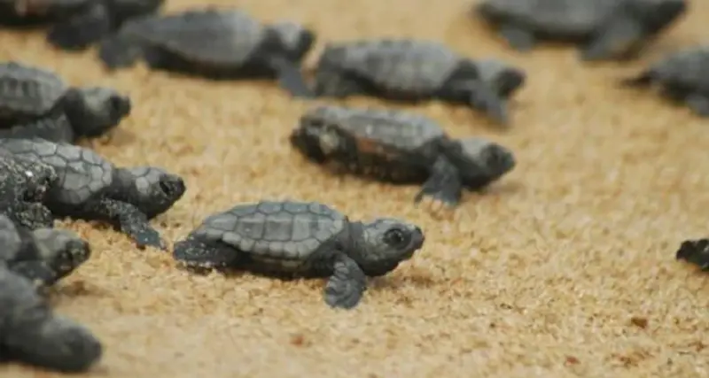 Tertenia. Schiuse 70 uova di tartaruga Caretta caretta sulla spiaggia