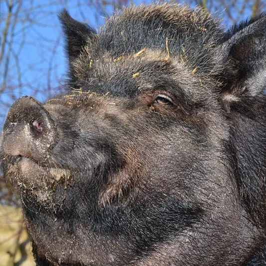 Abbattimento cinghiali a Spargi, rivolta degli animalisti