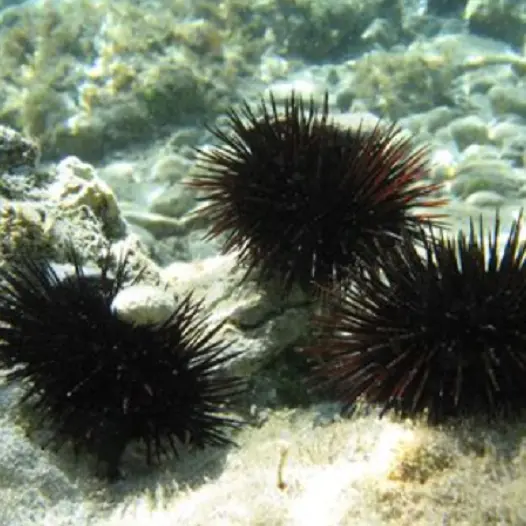 Bosa: multa salata per aver pescato illegalmente ricci di mare