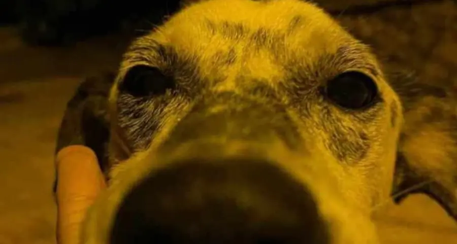 Bono. Cane cieco e sordo brutalmente picchiato fino alla morte