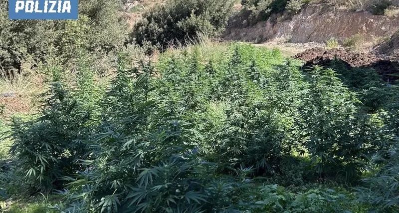 Tre quintali di marijuana sequestrati a Orgosolo e Gavoi: arresti e denunce