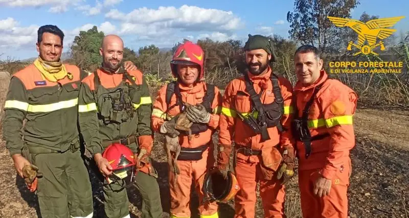 Incendio domato a Ussana, salvato anche un volpacchiotto