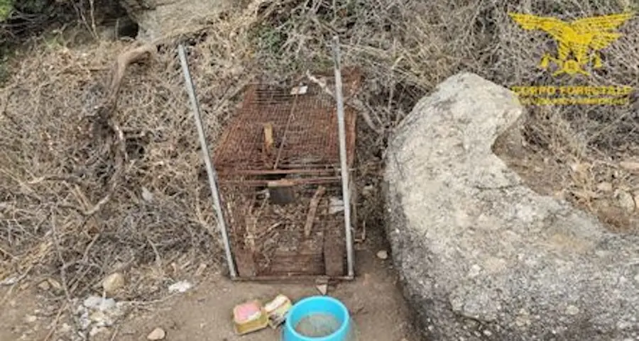 Tortolì. Scoperta una trappola per la cattura di selvaggina
