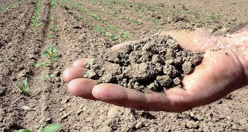 Sardegna chiede lo stato di calamità a causa della siccità