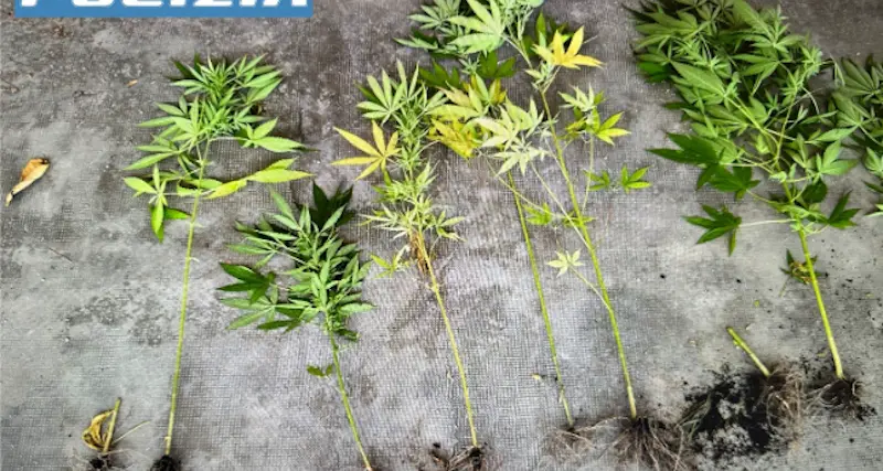 Tempio Pausania. In casa numerose piante e semi di cannabis: scatta la denuncia