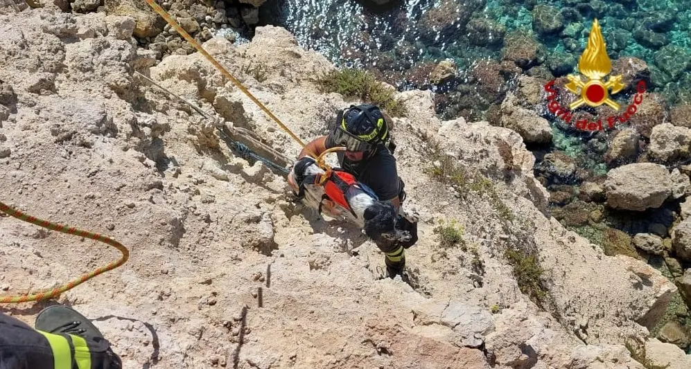 Cucciolo precipita in una falesia a Cabras, salvato dal 115