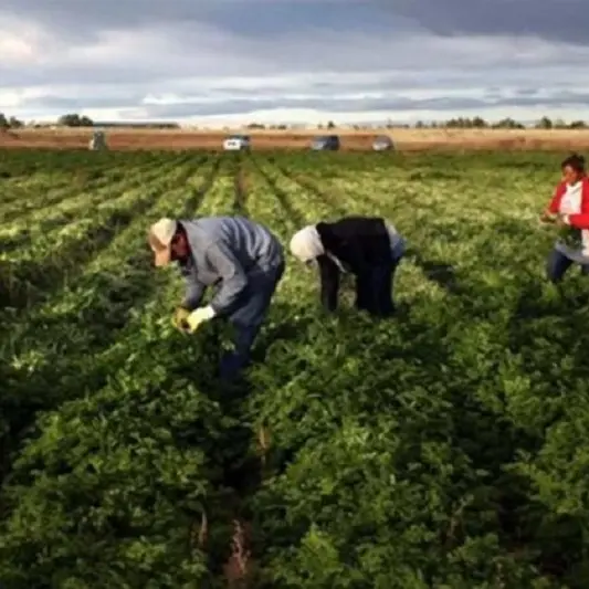 Agricoltura: nei primi sette mesi '24 denunciati 25 mila infortuni