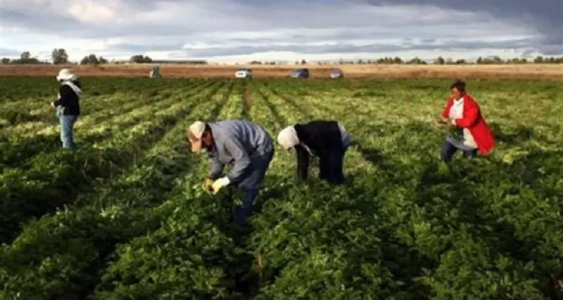 Agricoltura: nei primi sette mesi '24 denunciati 25 mila infortuni