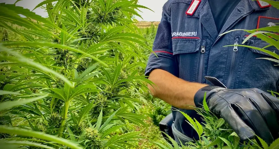 Borore. Maxi sequestro di marijuana: arrestato un 38enne di Pattada