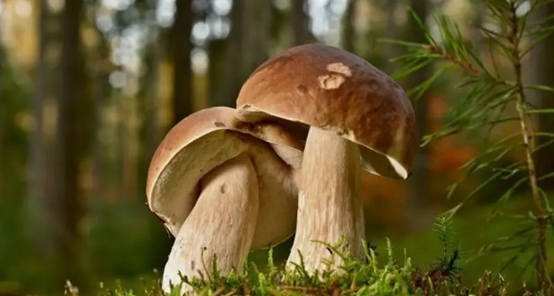 Raccolta funghi, dal primo ottobre attivo il servizio micologico
