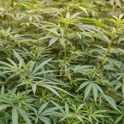 Sestu. Scoperta una piantagione di marijuana: nei guai zio e nipote