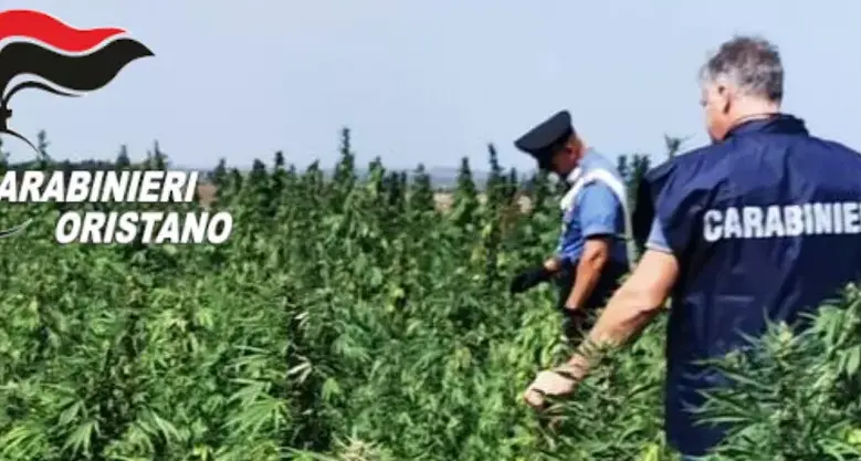 Aidomaggiore: 1500 piante di marijuana, arrestato 23enne