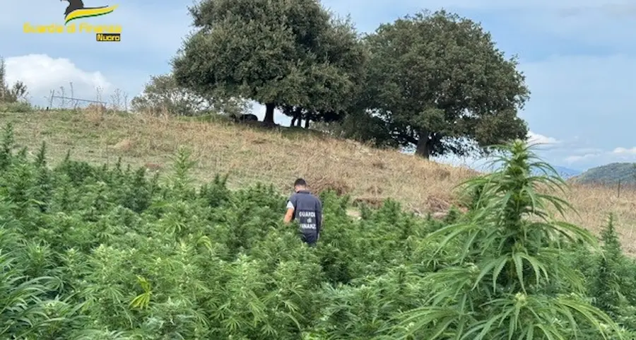 Maxi sequestro di canapa tra Mamoiada, Fonni e Sarule