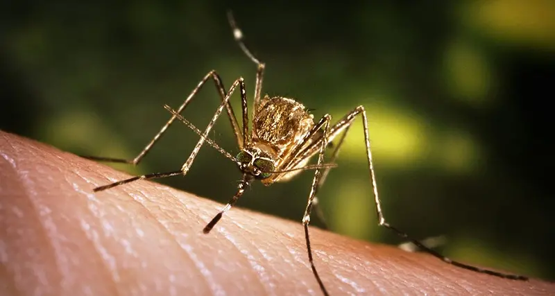 Caso sospetto di West Nile a Siniscola: si attende la conferma