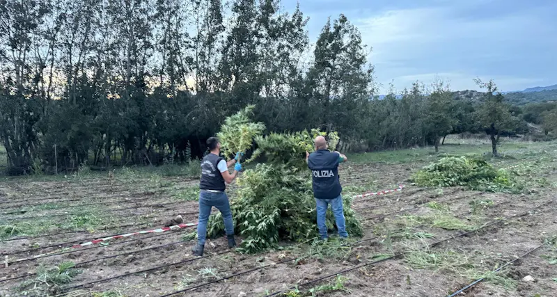 Benetutti, scoperte 2000 piante di marijuana in un'azienda agricola: un arresto