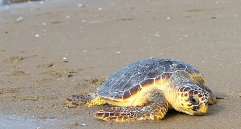 Tartaruga morta con cappio al collo rinvenuta sulla spiaggia, “Uccisa per gioco”