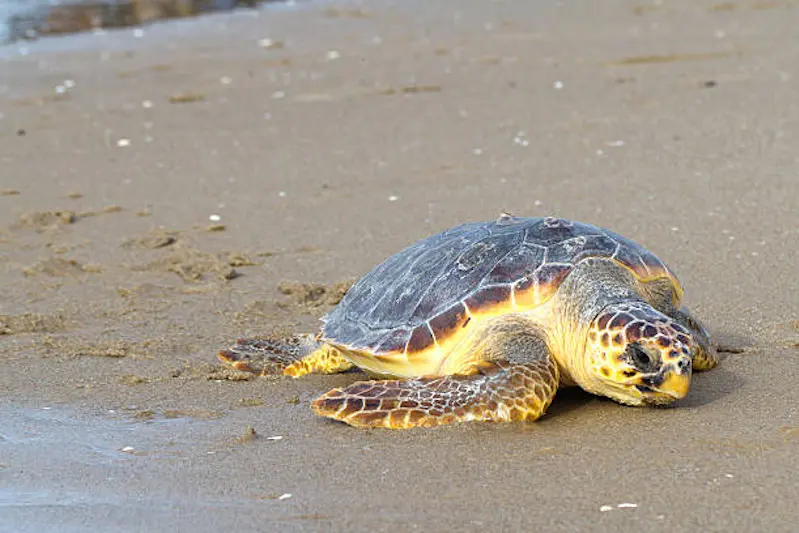 Loggerhead Sea Turtle go to the Mediterranean sea