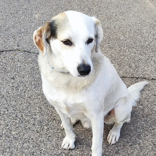 Iglesias, ancora nessuna traccia di Macchia: in campo droni per cercare il cane amico dei pellegrini