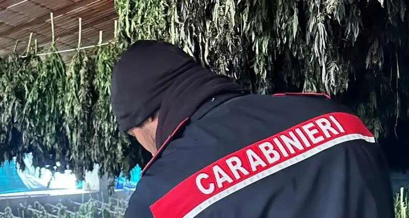 Lotta allo spaccio: maxi sequestro di marijuana a Bortigali