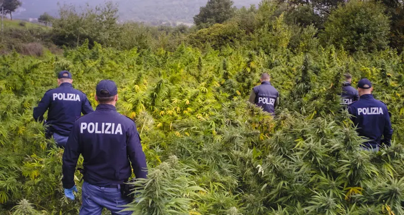 Maxi piantagione di marijuana sotto sequestro a Ollolai