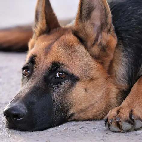 Microchippatura gratuita per cani a Sassari: appuntamento il 25 giugno