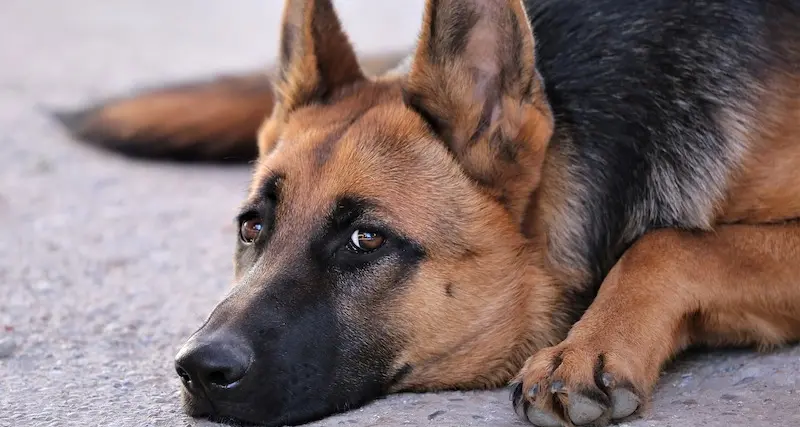 Microchippatura gratuita per cani a Sassari: appuntamento il 25 giugno