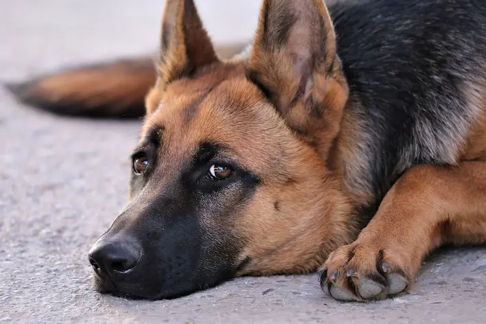 Microchippatura gratuita per cani a Sassari: appuntamento il 25 giugno