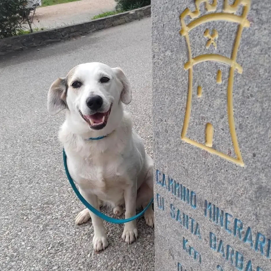 Si cerca ancora Macchia, il cane amico dei pellegrini