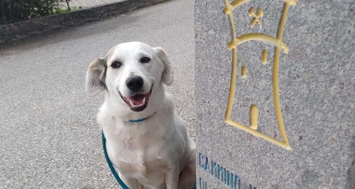 Si cerca ancora Macchia, il cane amico dei pellegrini