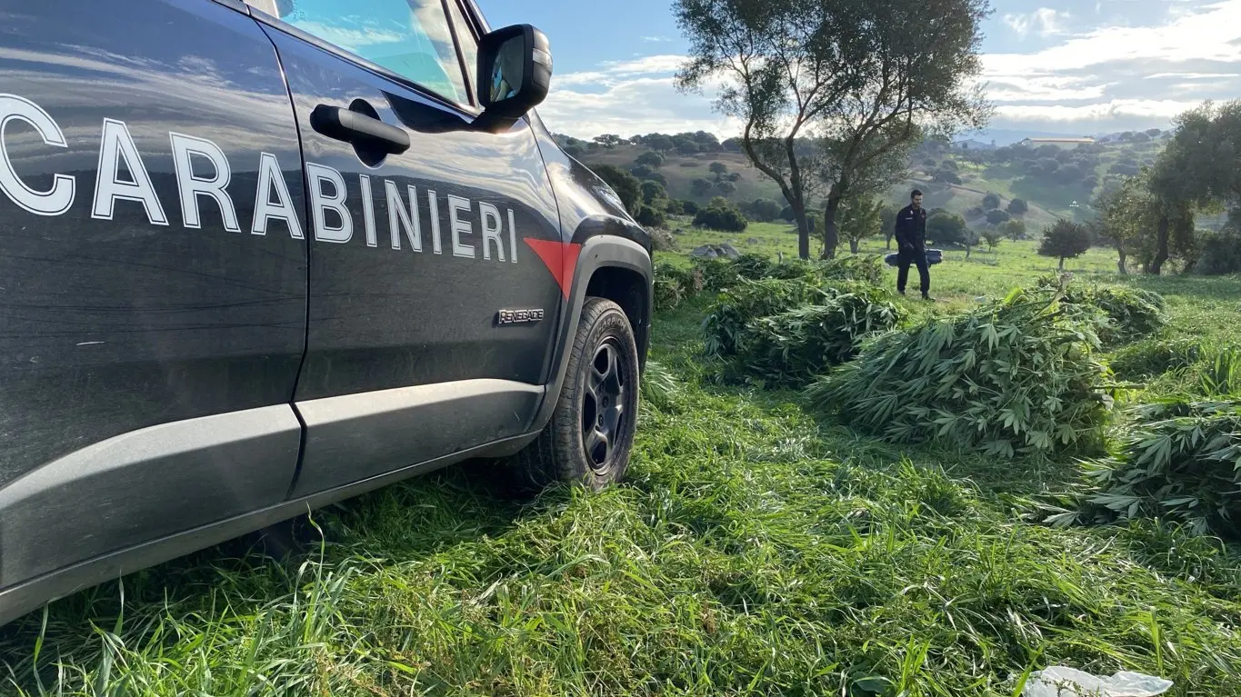 Maxi sequestro di marijuana a Orotelli. Avrebbe fruttato milioni di euro