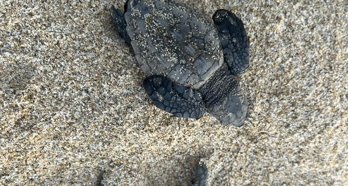 Salvataggio di due piccole tartarughe Caretta Caretta a Lu Bagnu