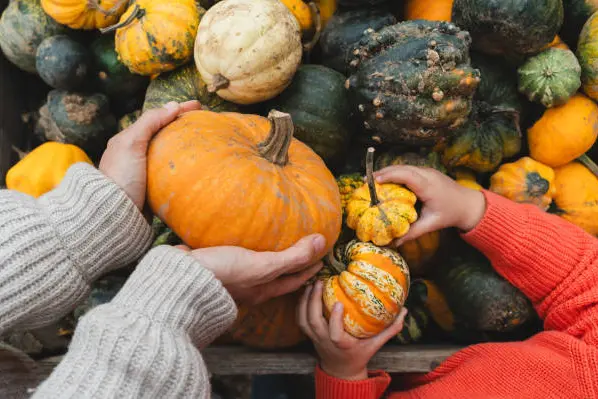 Mom and daughter choose pumpkins. Different color pumpkins in hands of woman and child at farm market. Family chooses pumpkins for autumn holidays for decorations and cooking.