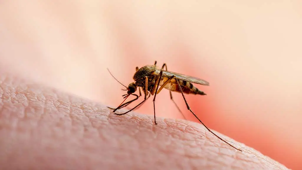 Zanzare positive alla Febbre del Nilo a Oristano: scattano le misure di prevenzione