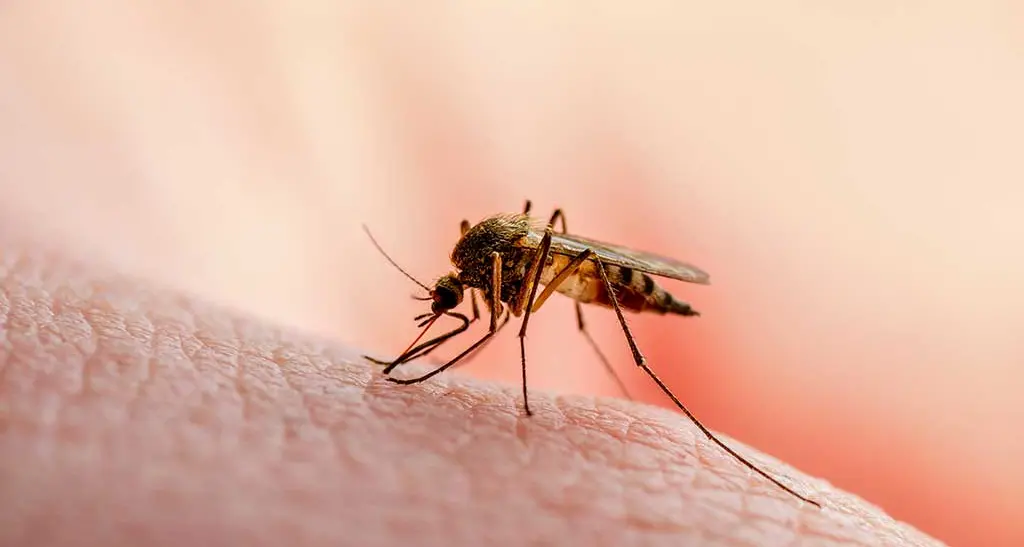 Zanzare positive alla Febbre del Nilo a Oristano: scattano le misure di prevenzione