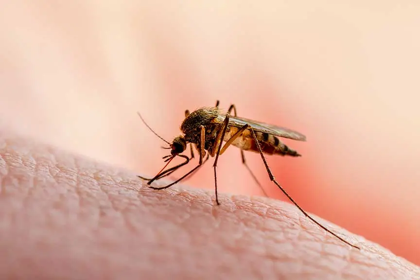 Zanzare positive alla Febbre del Nilo a Oristano: scattano le misure di prevenzione
