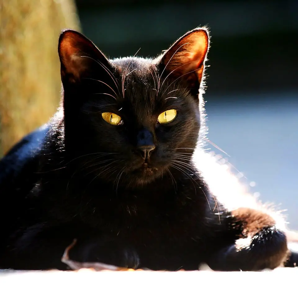 Gatto con le convulsioni in una fiction televisiva thailandese: il web insorge