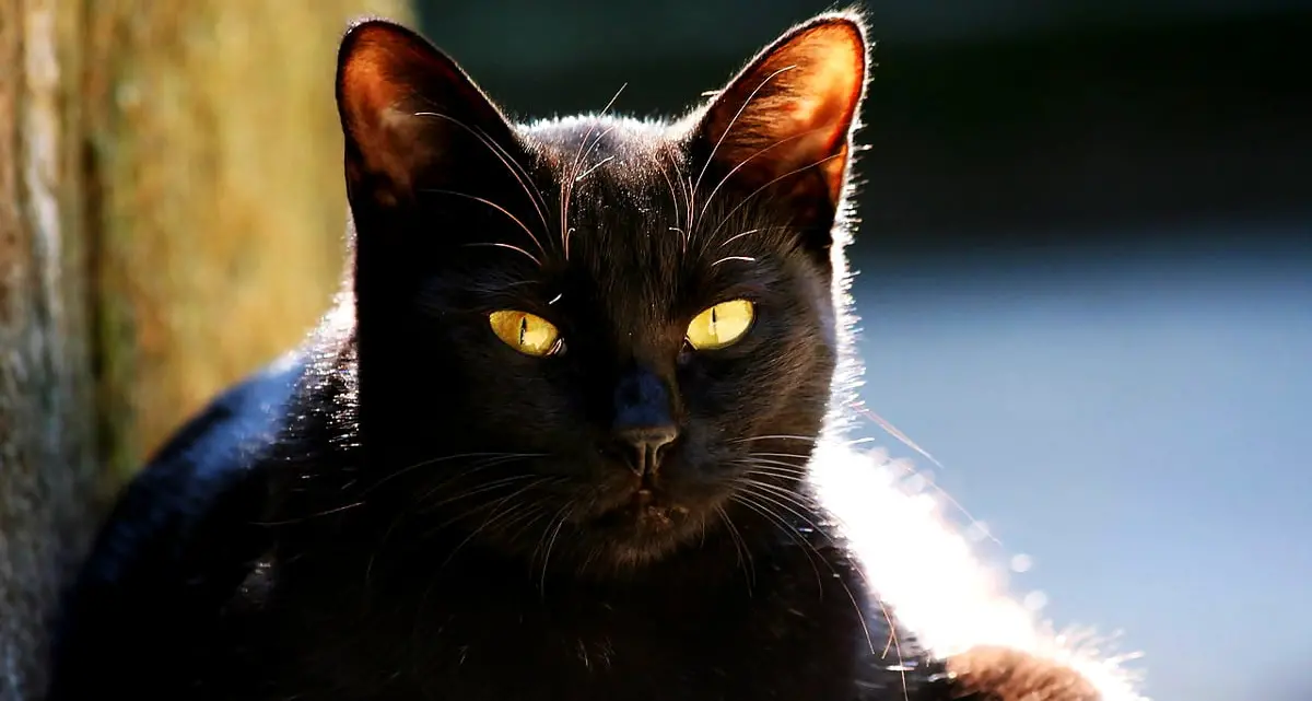 Gatto con le convulsioni in una fiction televisiva thailandese: il web insorge