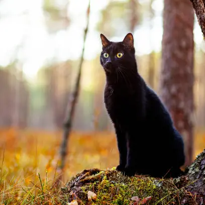 Oggi, 17 novembre, è la Giornata Nazionale del gatto nero