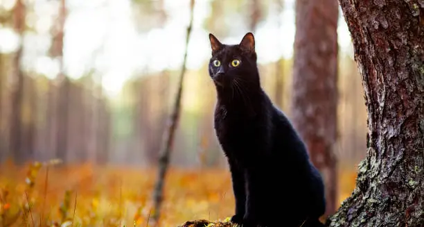 Oggi, 17 novembre, è la Giornata Nazionale del gatto nero