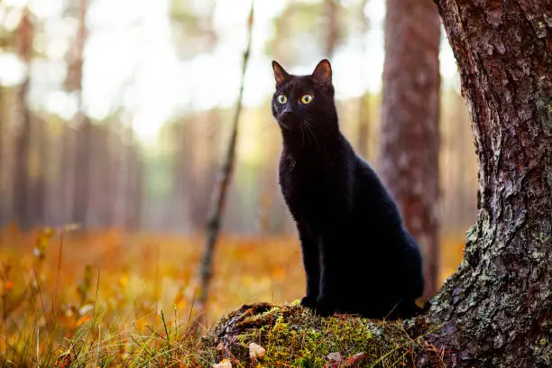 <p>Un bellissimo gatto nero</p>\\n