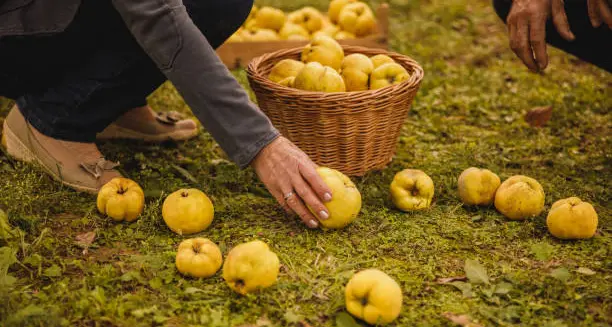 Meraviglie d’autunno: la mela cotogna, frutto dal passato leggendario