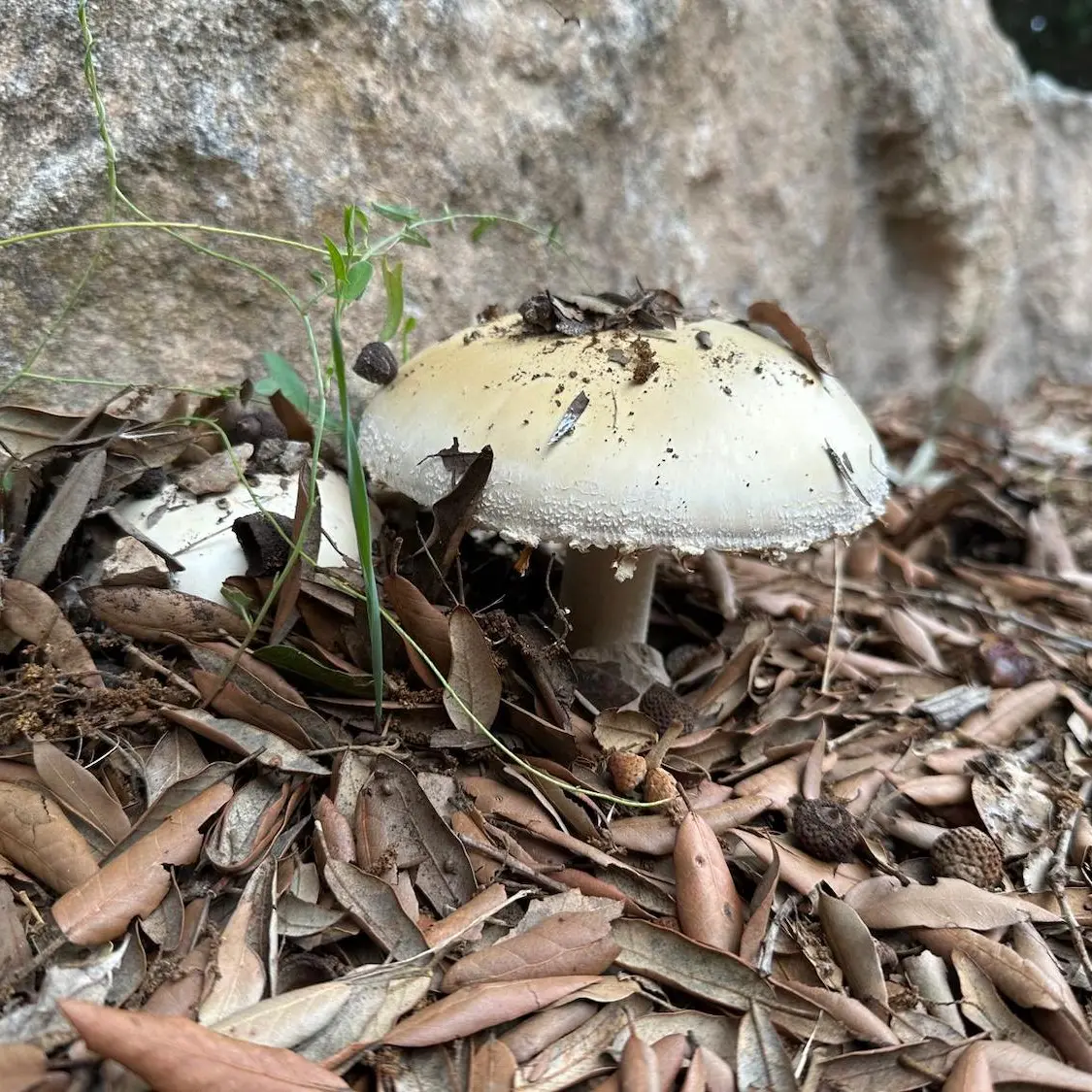 Pranzo a base di funghi velenosi: muore una donna, ricoverati figlia e genero