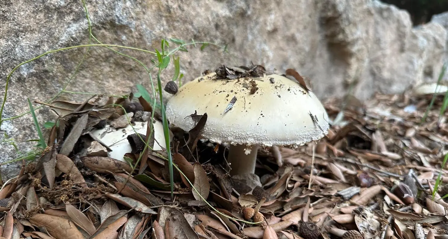 Pranzo a base di funghi velenosi: muore una donna, ricoverati figlia e genero