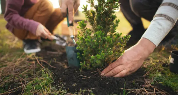 Oggi è la Giornata Nazionale dell'Albero: 2 eventi in Sardegna per celebrare la biodiversità